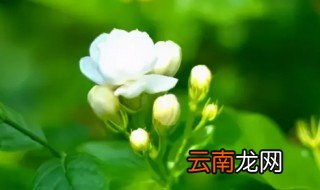盆栽茉莉的养殖方法和注意事项 茉莉栽种注意