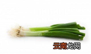 什么季节栽大葱怎样栽 大葱栽种需要注意哪些