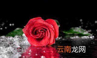 干花怎么打理 怎么打理干花