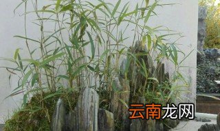 竹子盆栽种植方法和注意事项 盆栽竹子的养殖方法和注意事项