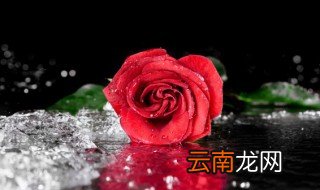 六支玫瑰代表什么意思 六支玫瑰代表的意思是什么