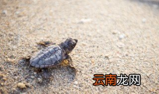 好养的水龟排名 好养的水龟