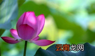 农村别墅周围最旺家的花，别墅门口栽什么花