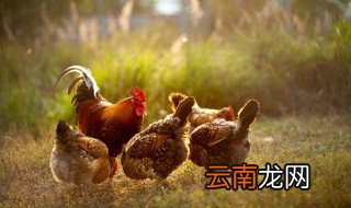 鸡架用高压锅炖多久骨头能碎 鸡架煮多久骨头会煮烂