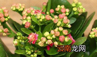 长寿花要怎么种才越养越好 长寿花咋样养