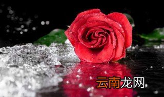 玫瑰花十九朵什么意思 玫瑰花十九朵是什么意思