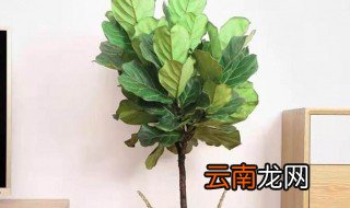 琴叶榕可以放在卧室吗 琴叶榕可以放在卧室吗?