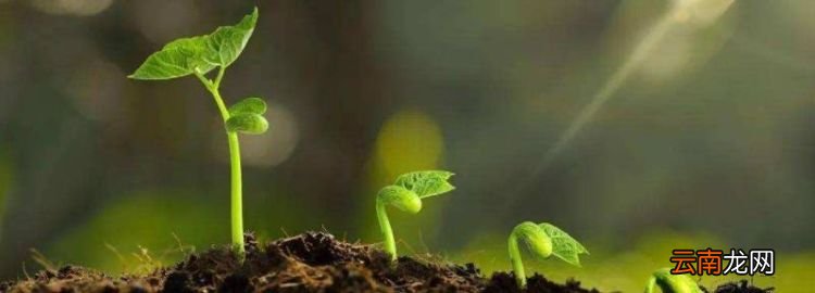 土壤中有哪些生物，土壤中的小动物有哪些 生活在土中的动物介绍