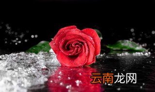 9多玫瑰代表什么意思 9多玫瑰代表的意思是什么
