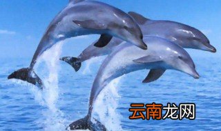 海豚寓意 海豚寓意有什么