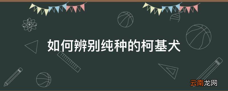 如何辨别纯种的柯基犬