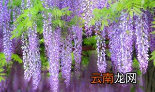 紫藤花的寓意 紫藤花的寓意简单介绍