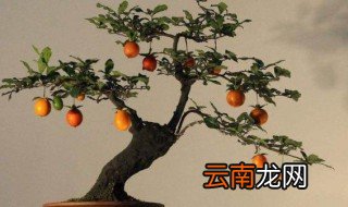 盆栽柿子树种植技术与管理 柿子树盆栽养护技巧是什么