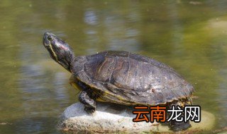 乌龟的英语怎么读 乌龟的英语如何读