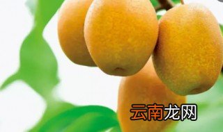 沙梨什么品种好吃 沙梨怎样挑选好吃