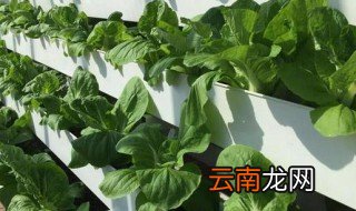 楼顶不宜种什么吗种植有忌讳吗 楼顶栽种注意什么