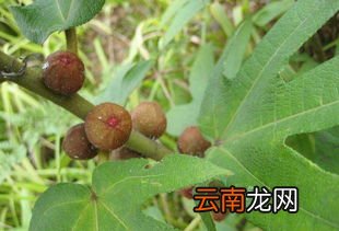 五指毛桃酒作用与功效,五指毛桃泡酒有什么好处