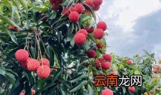 荔枝高产栽培技术 荔枝如何种植能提高产量