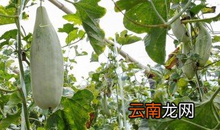 羊角酥瓜在几月份开始种植最好