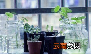 水植物怎么养 水植物怎么养的好