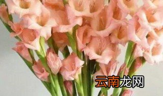 买来的水养剑兰怎么养 如何水养剑兰