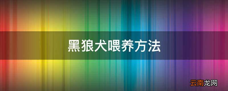 黑狼犬喂养方法