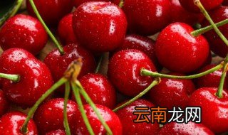 梦见摘樱桃，梦见摘樱桃树上结满红樱桃