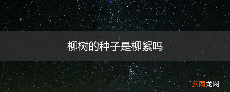 柳树的种子是柳絮吗