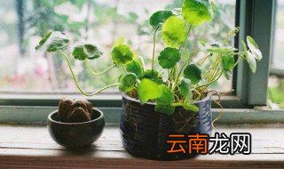 植物雌性激素哪些 有哪些雌性激素植物