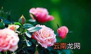花的特点有哪些 常见花卉都有哪些特点