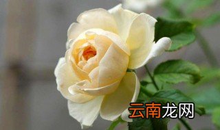 月季花寓意 月季花寓意是什么