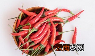 如何养好辣椒榕野株 野株辣椒榕怎么养