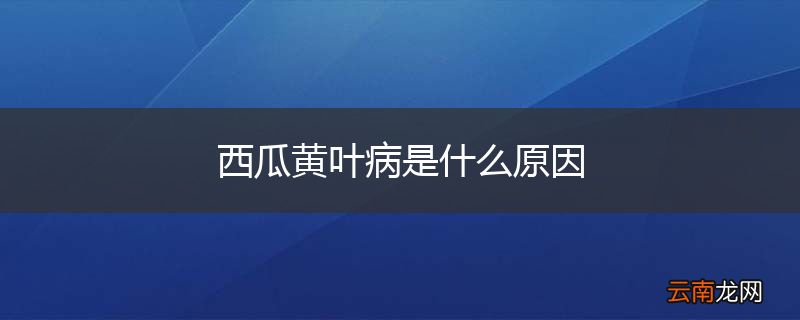 西瓜黄叶病是什么原因
