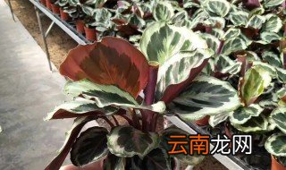养彩虹竹芋有什么好处 如何养好彩虹芋