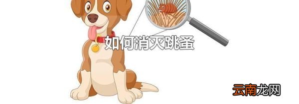 如何消灭跳蚤
