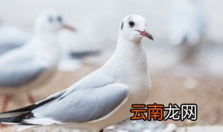 如何养好鸽子和家鸽，家鸽怎么养