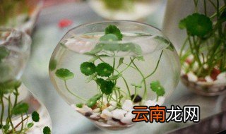如何把水培铜钱草养好，水培铜钱草的养法