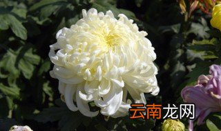 送人菊花寓意是什么 送人菊花有什么寓意