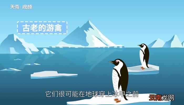 企鹅属于什么动物 企鹅是什么动物
