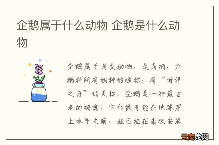 企鹅属于什么动物 企鹅是什么动物