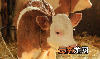 如何养好刚出生的小牛仔 小牛犊怎么养