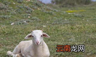 做梦梦见羊是什么意思 做梦梦见羊好不好