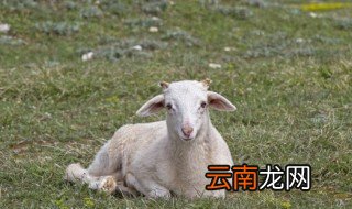 养植山羊要注意事项 夏季应该如何养好山羊