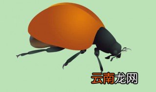如何养好甲虫 水甲虫怎么养