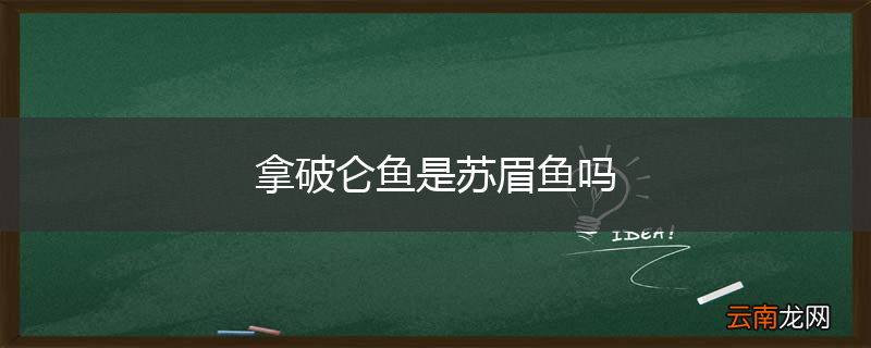 拿破仑鱼是苏眉鱼吗