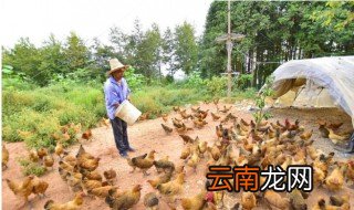 鸡子如何养好 鸡子怎么养