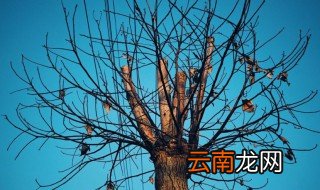 树的寓意 树的寓意是什么