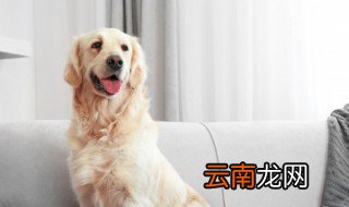 骑摩托车撞到狗有什么预兆 骑车撞到狗有什么兆头