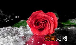17支玫瑰是什么意思 17支玫瑰是啥意思