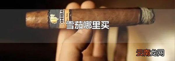 雪茄哪里买